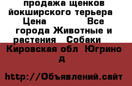 продажа щенков йокширского терьера › Цена ­ 25 000 - Все города Животные и растения » Собаки   . Кировская обл.,Югрино д.